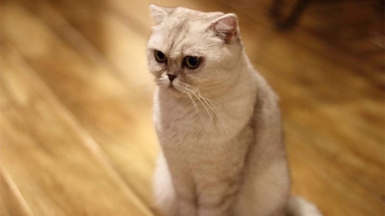 猫咪生病了用什么草药,猫咪提高免疫力药品