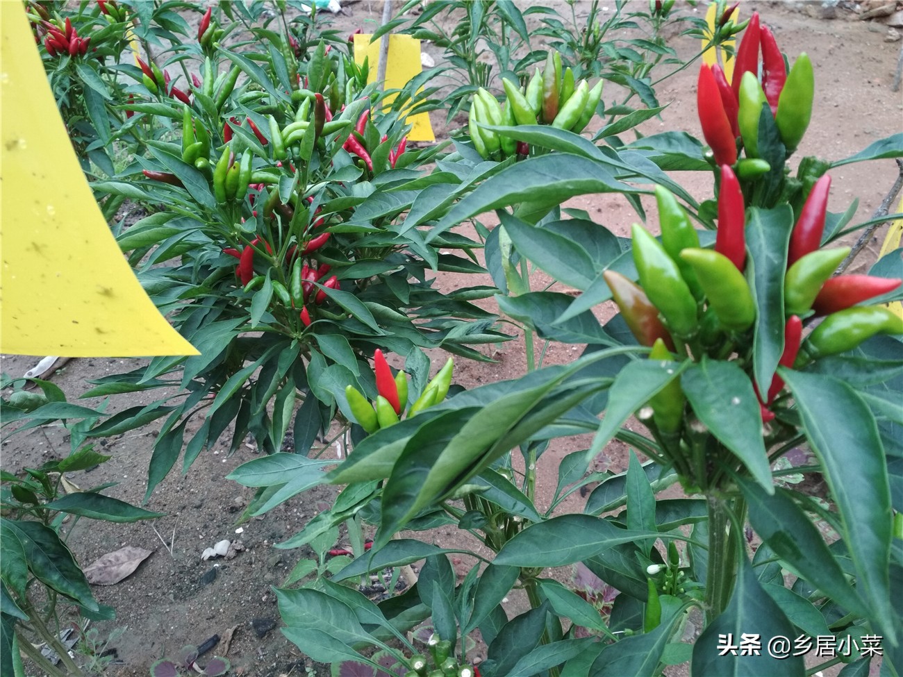 秋分后天气的变化,秋分之后天气冷怎么回事