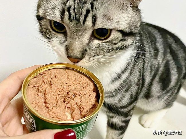 13款热门猫咪主食罐测评红黑榜,猫咪主食罐十大排名