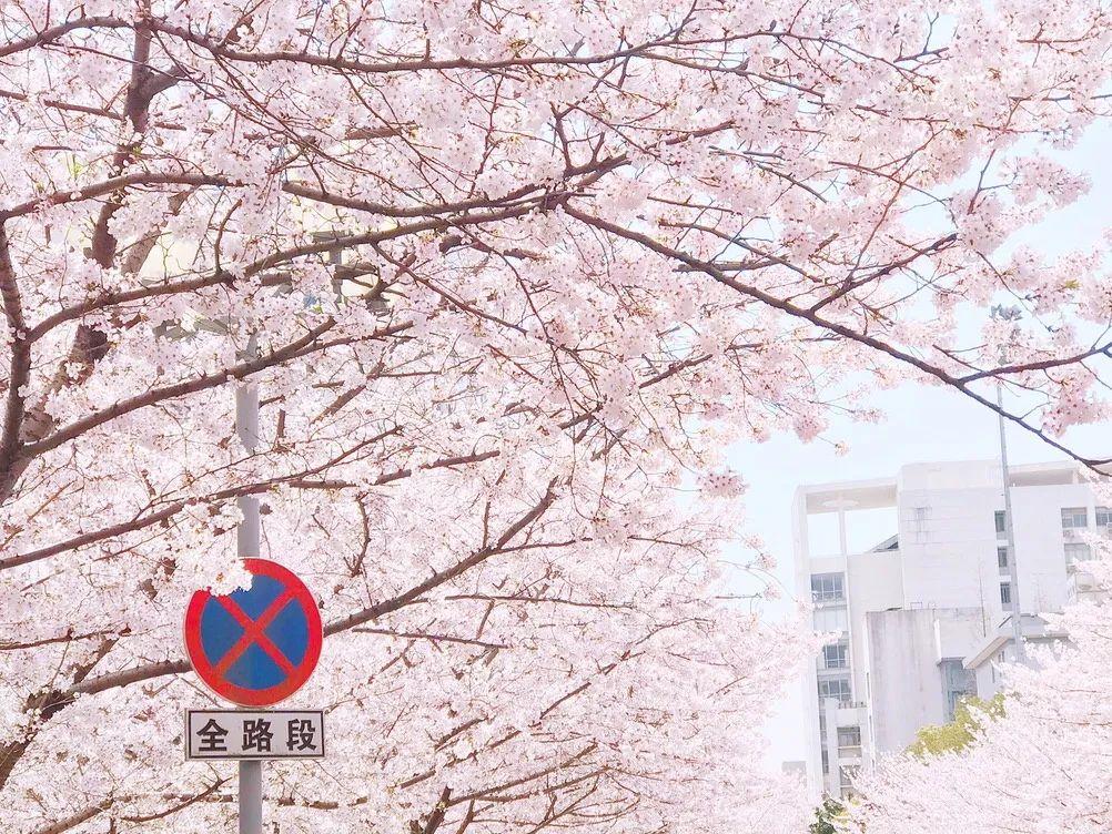 上海顾村公园樱花时间,2022上海顾村公园樱花开了吗