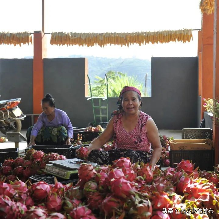幸福打洛产业振兴路上瓜果飘香