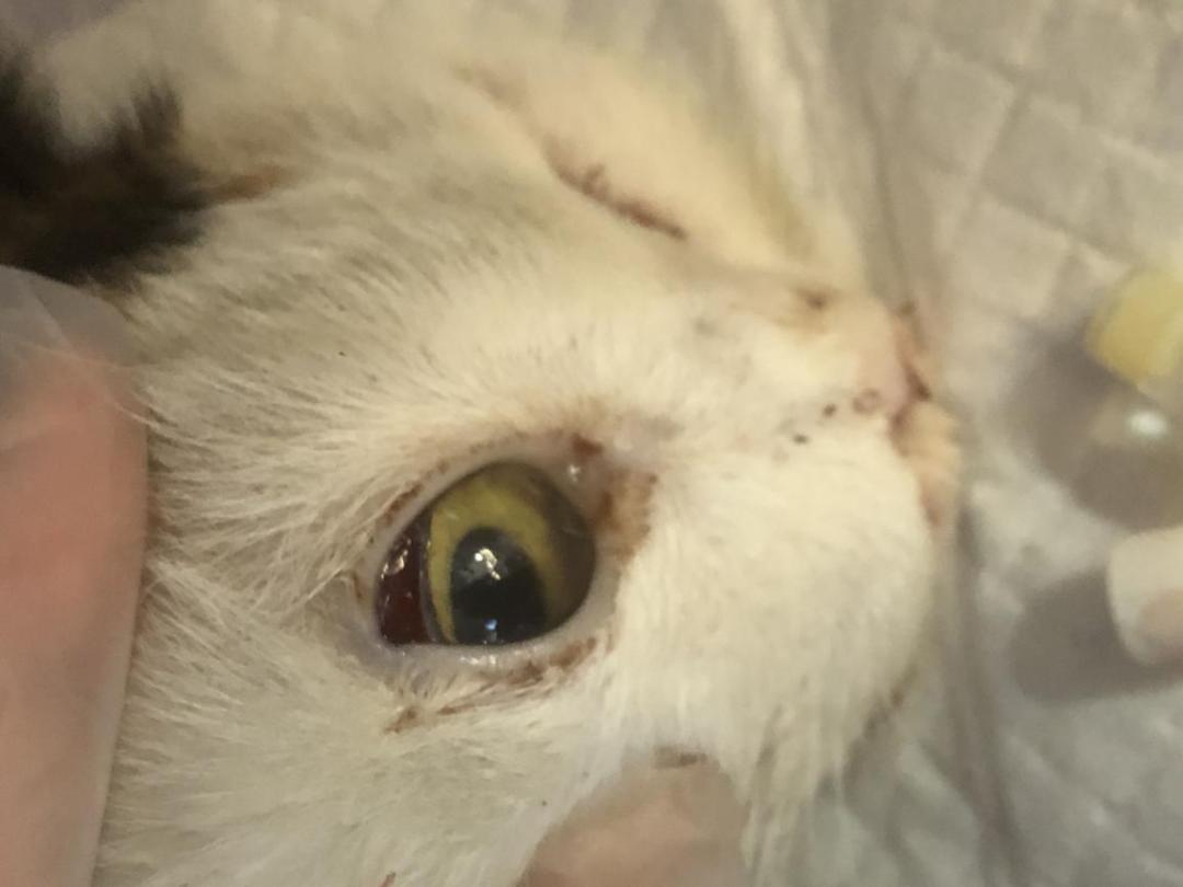 猫咪意外受到重伤怎么治疗,猫咪被车撞了怎么急救