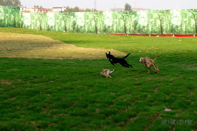 格力犬猎犬打猎视频,格力犬古老