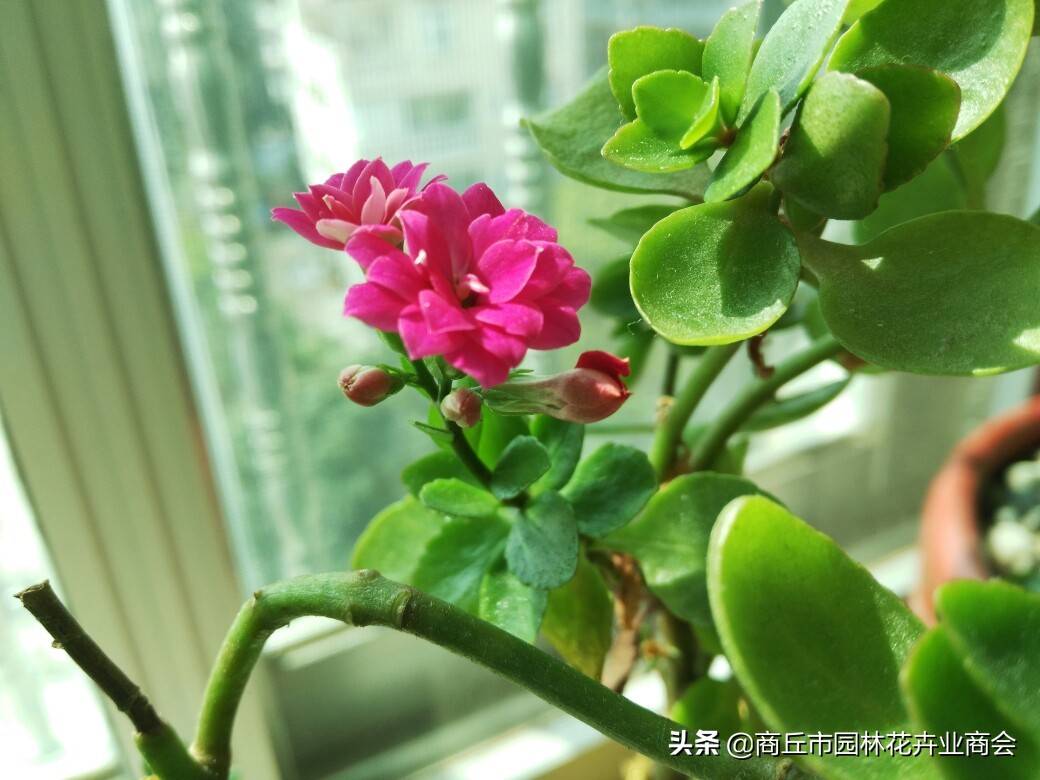 长寿花的病虫害以及防治方法,长寿花常见病虫害有哪些