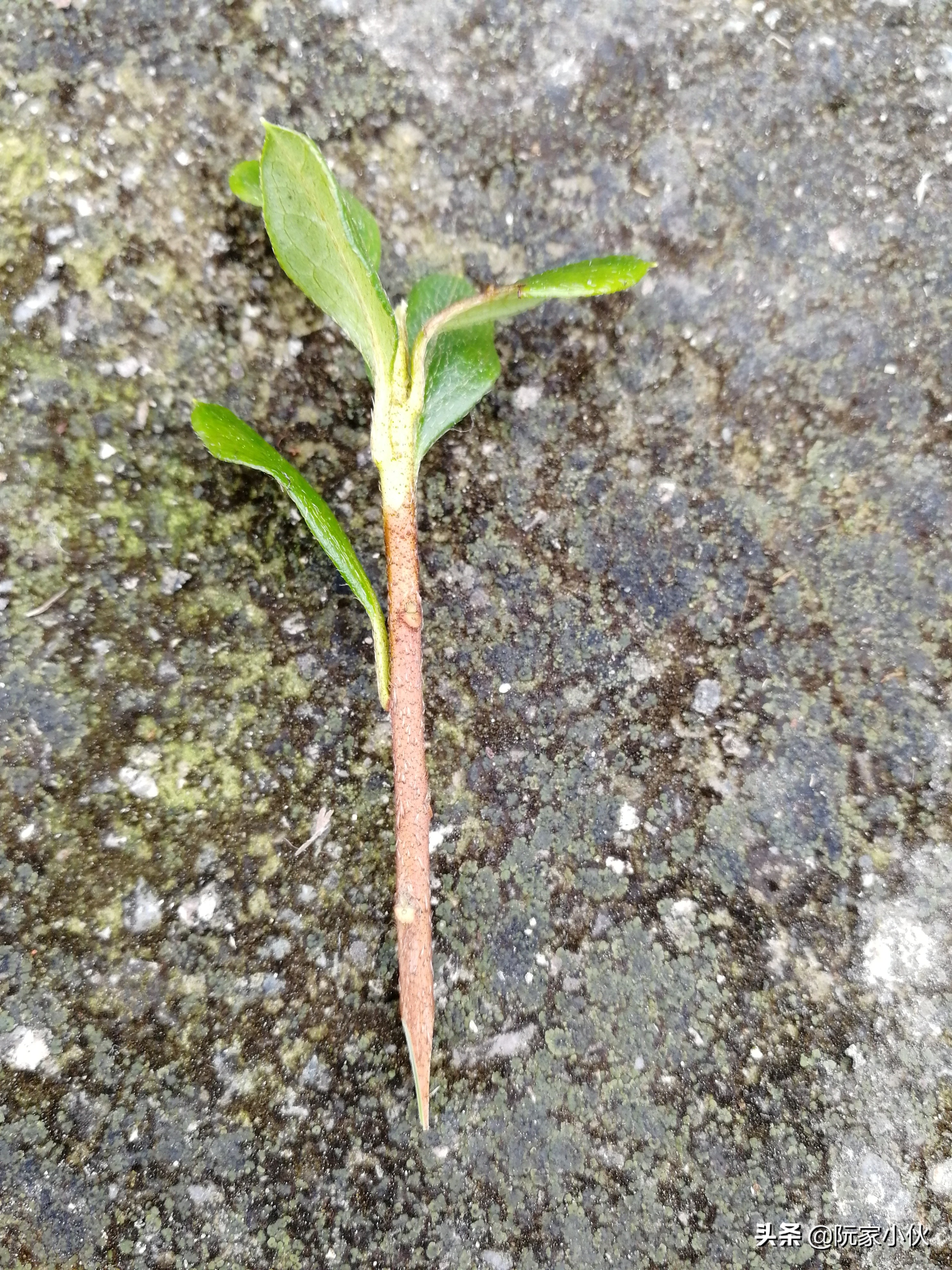 用毛杜鹃还是映山红嫁接杜鹃好,映山红嫁接皋月杜鹃亲和力好吗
