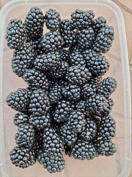 黑莓的种植技术,黑莓种植的可行性