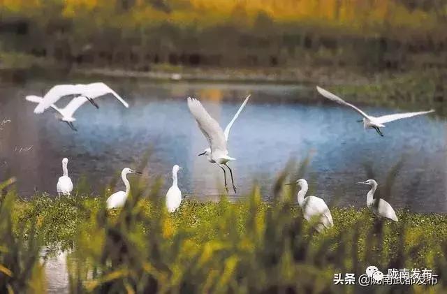 武都的风景大全,武都美丽景色