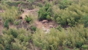 云南大象为什么往北迁徙,云南大象迁徙小象艰难爬出水沟