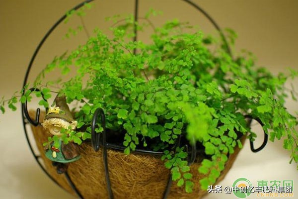 铁线蕨有多少种,水培铁线蕨的养殖方法和注意事项