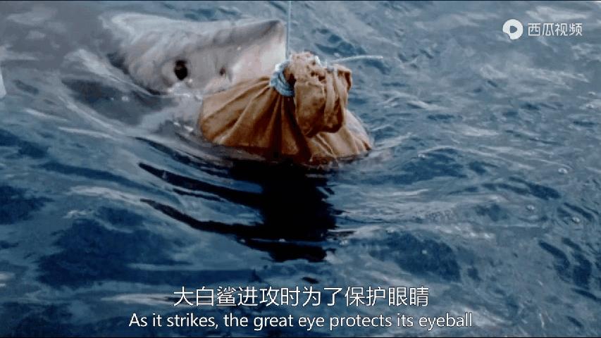 大白鲨是真正的海洋霸主吗,大白鲨演化史