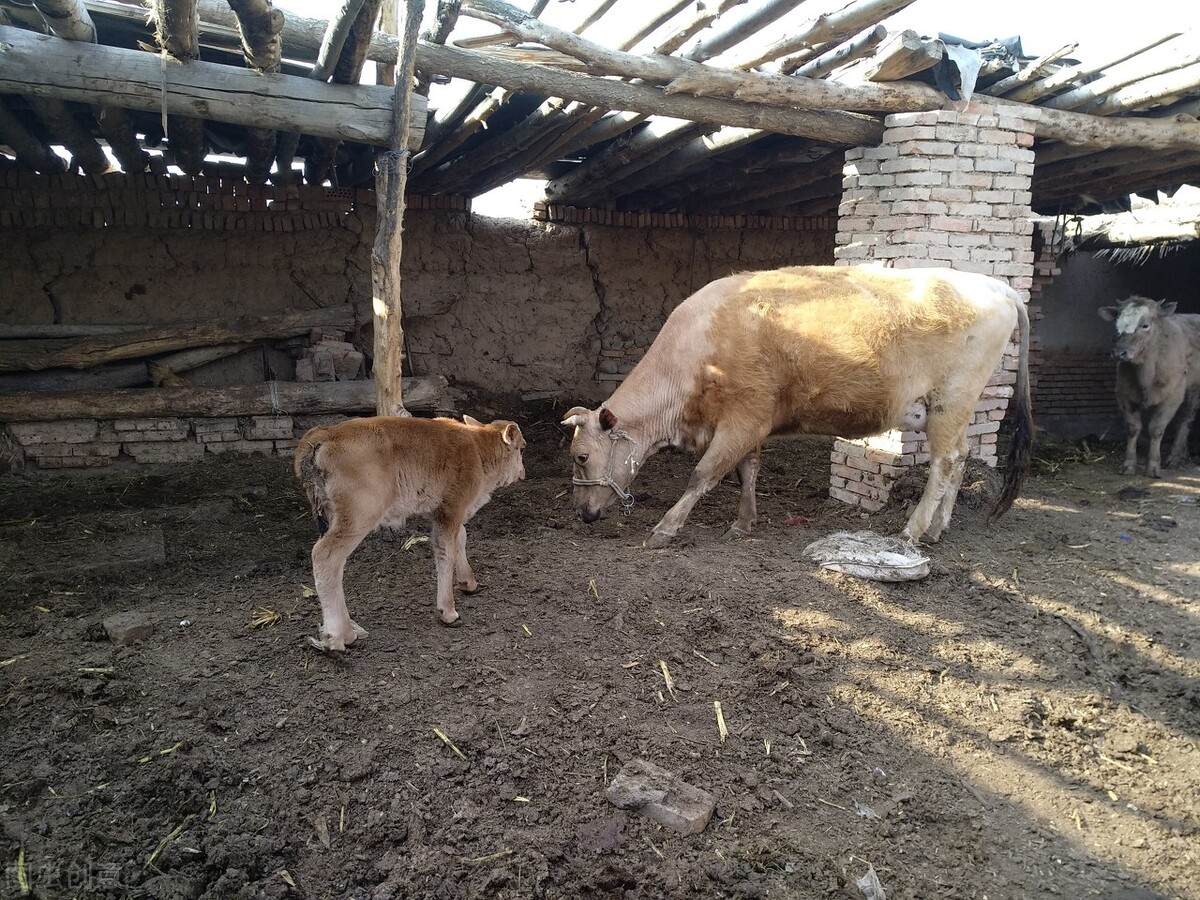 母牛产后胎衣一直不下咋回事？母牛胎衣不下怎么处理？