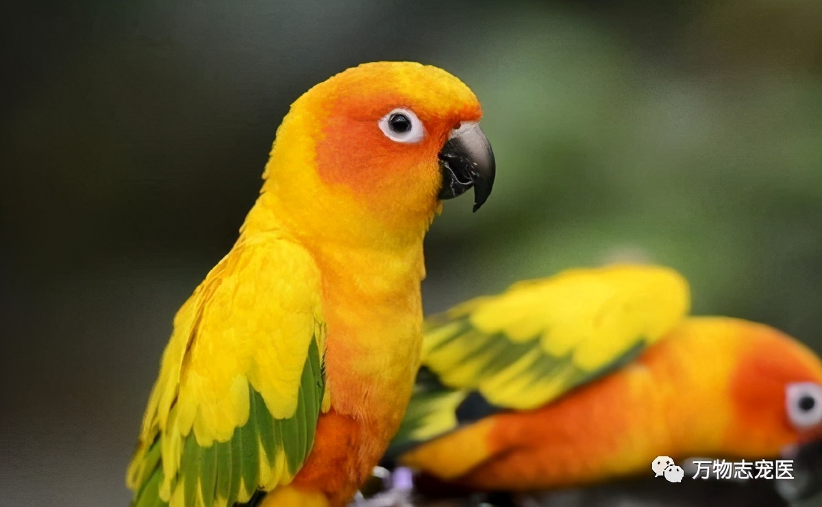 养鹦鹉注意事项和必备用品,养宠的危害