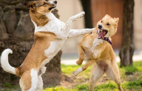 狗狗“发情”如何鉴定？这几点主人要知道