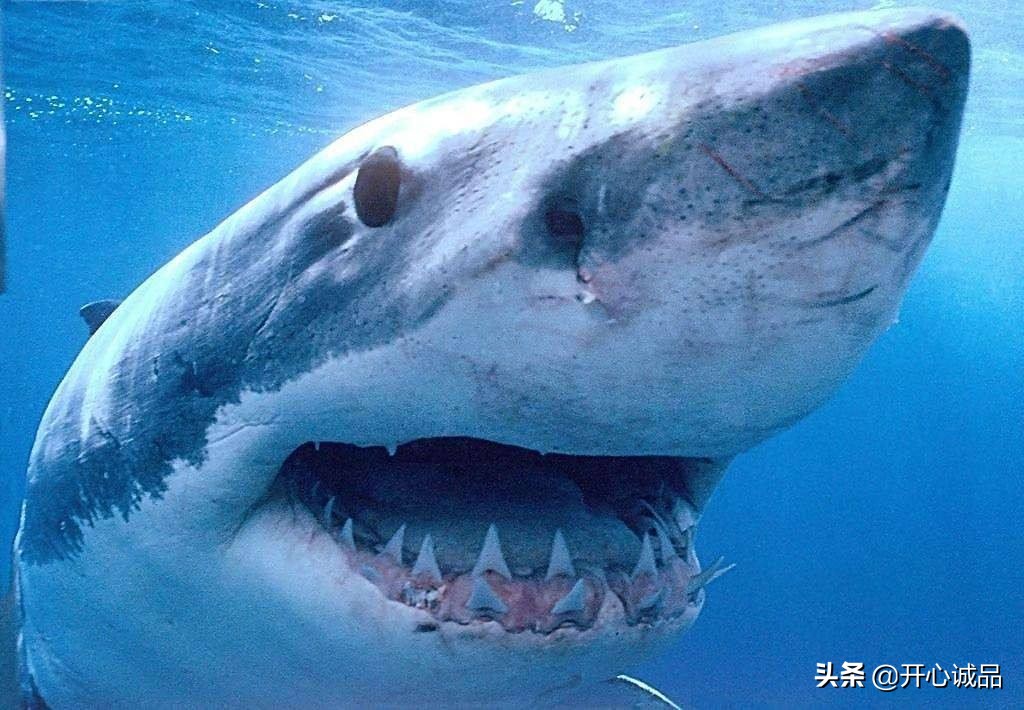 极限工作之捕鲨：年捕杀2亿条！虽说给了份子钱，鱼翅能不吃吗？