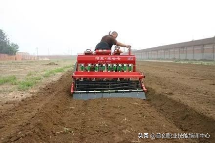 小麦种深了苗黄苗弱怎样补救管理,小麦旺苗冻害怎么补救