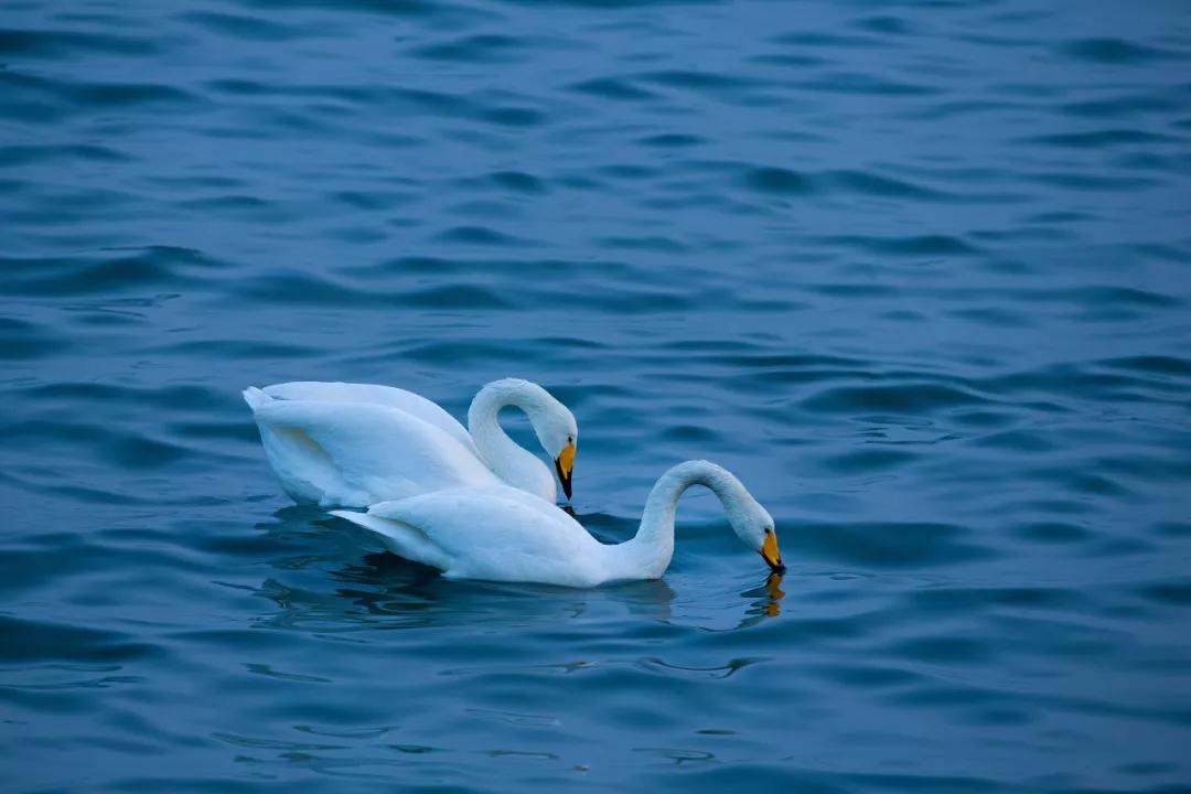 又一条最美自驾线路,又一条绝美进藏自驾公路