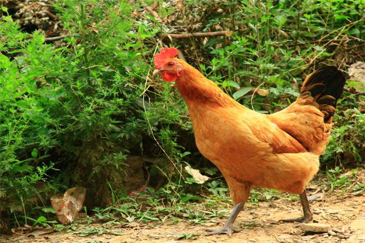 柴鸡的养殖技术教程,柴鸡养殖技术有哪些