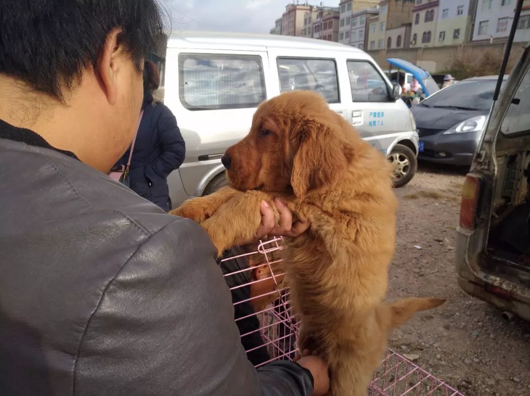 狗市场金毛幼犬出售,狗市商贩卖金毛