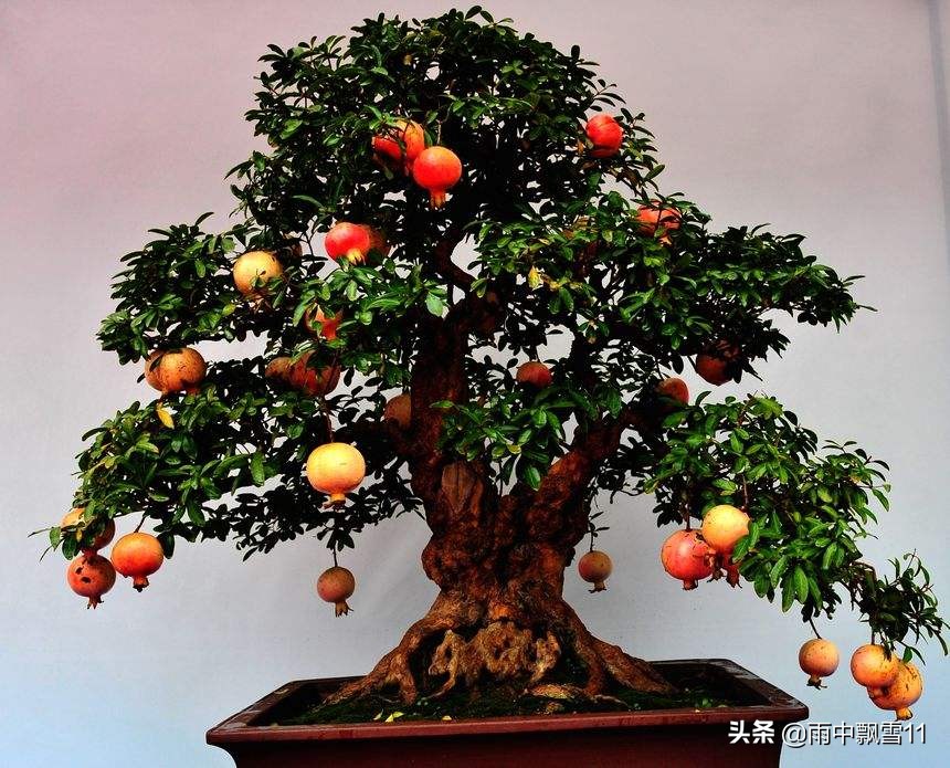 石榴怎么养才开花,石榴怎么养才好养活