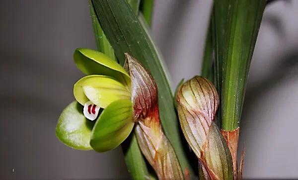 春兰大富贵和翠盖荷如何区别,春兰大富贵和郑同荷有什么区别