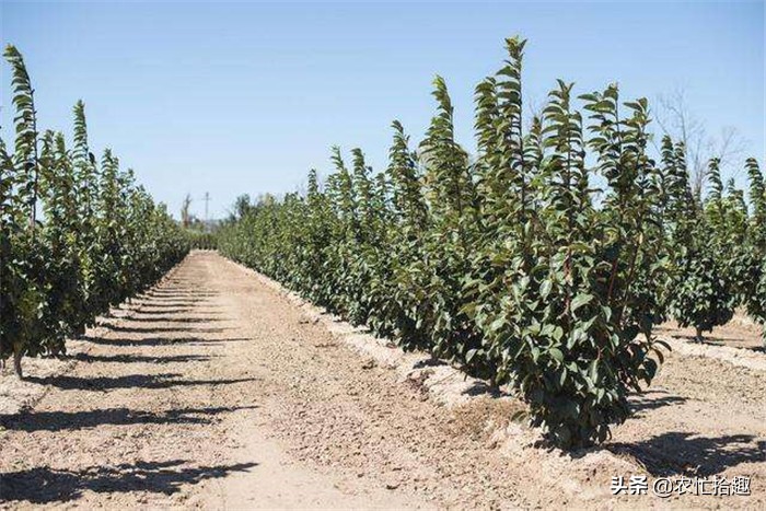娣卞北閲庣敓浼樿川榛戞灒,澶╃劧閲庣敓榛戞灒