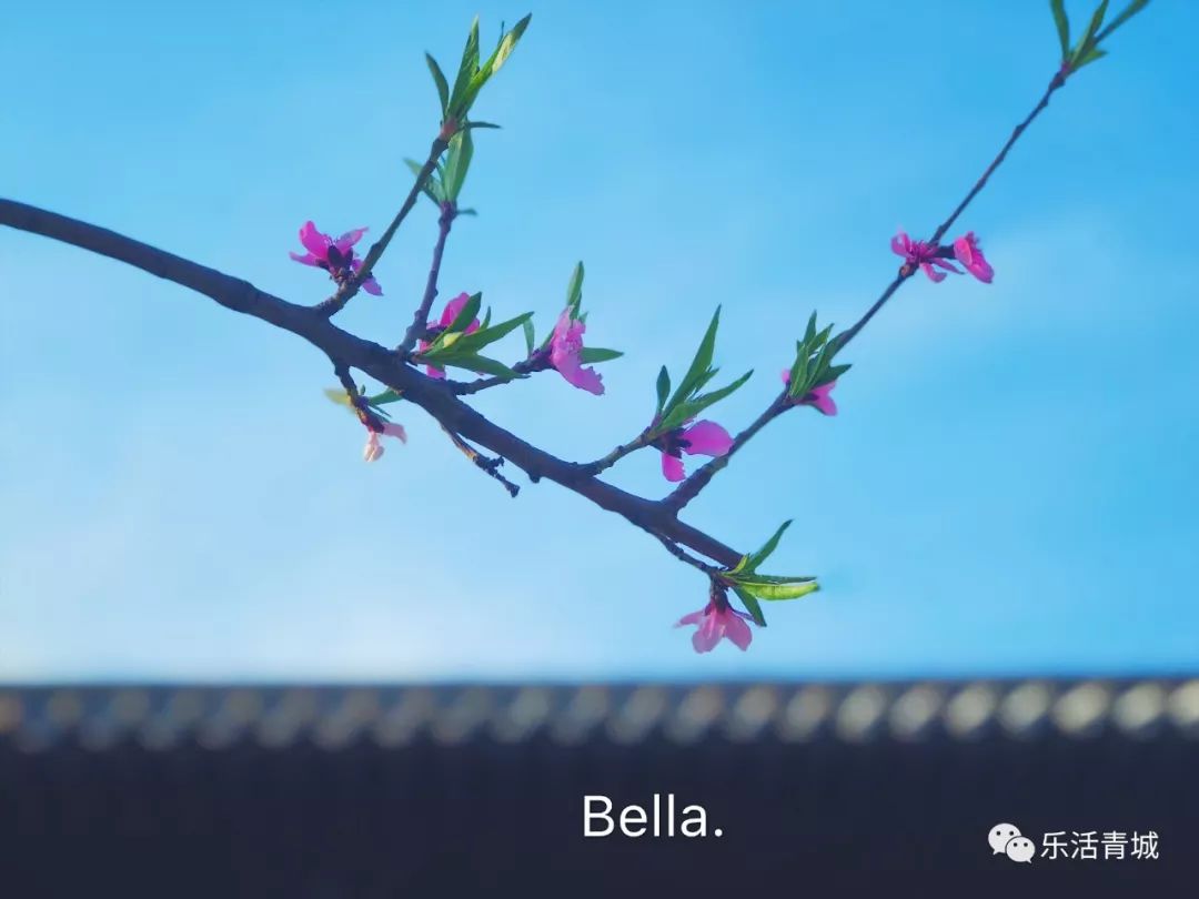 贝拉专访合集,贝拉专栏采访视频