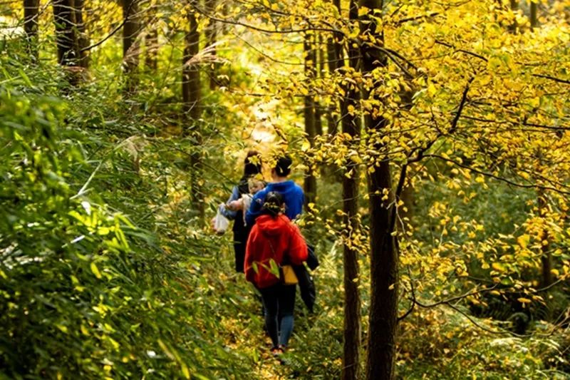 金黄色警报,黄色警报镜头