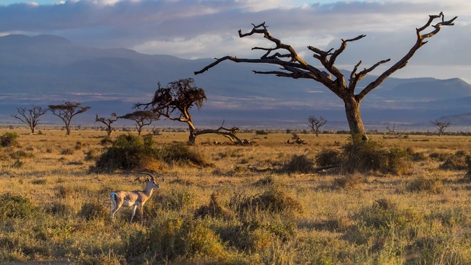 旅行攻略·肯尼亚:跟随《狮子王》震撼你的视觉,哈库拉,玛塔塔