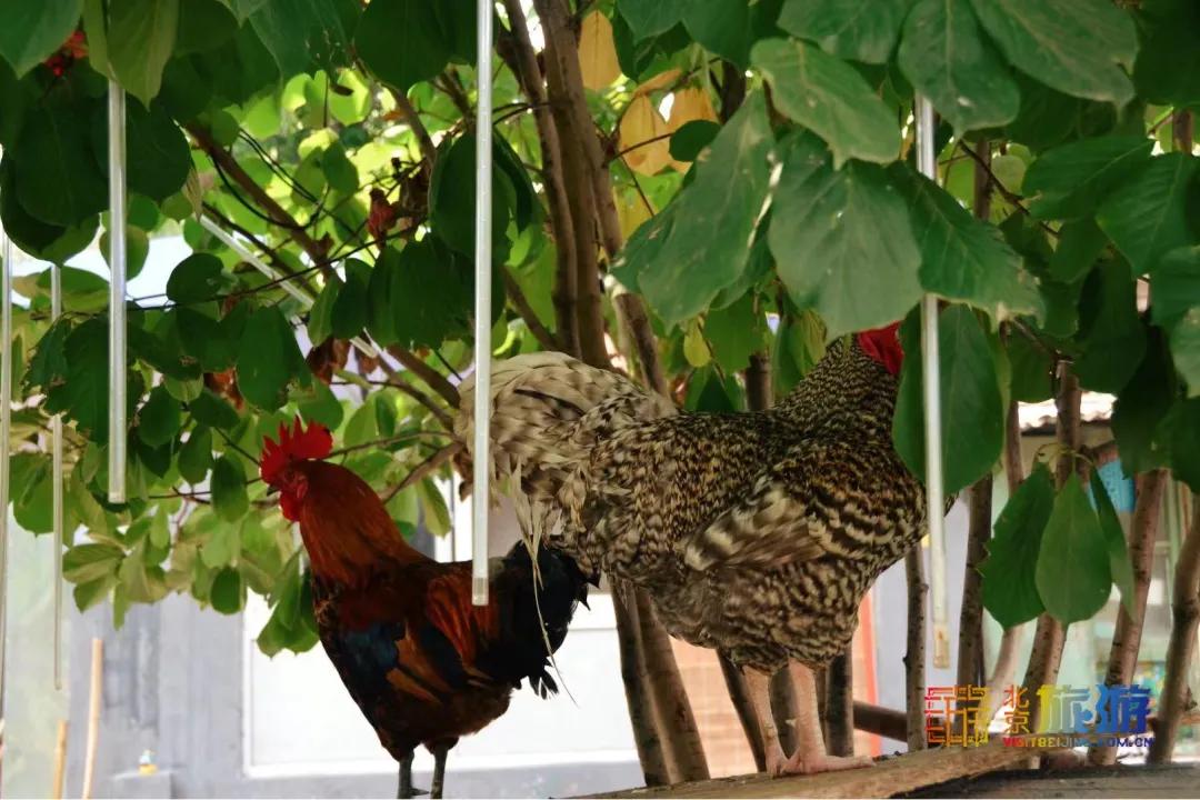 北京藏着一座神秘地下城,北京老城里竟藏着这么多古迹