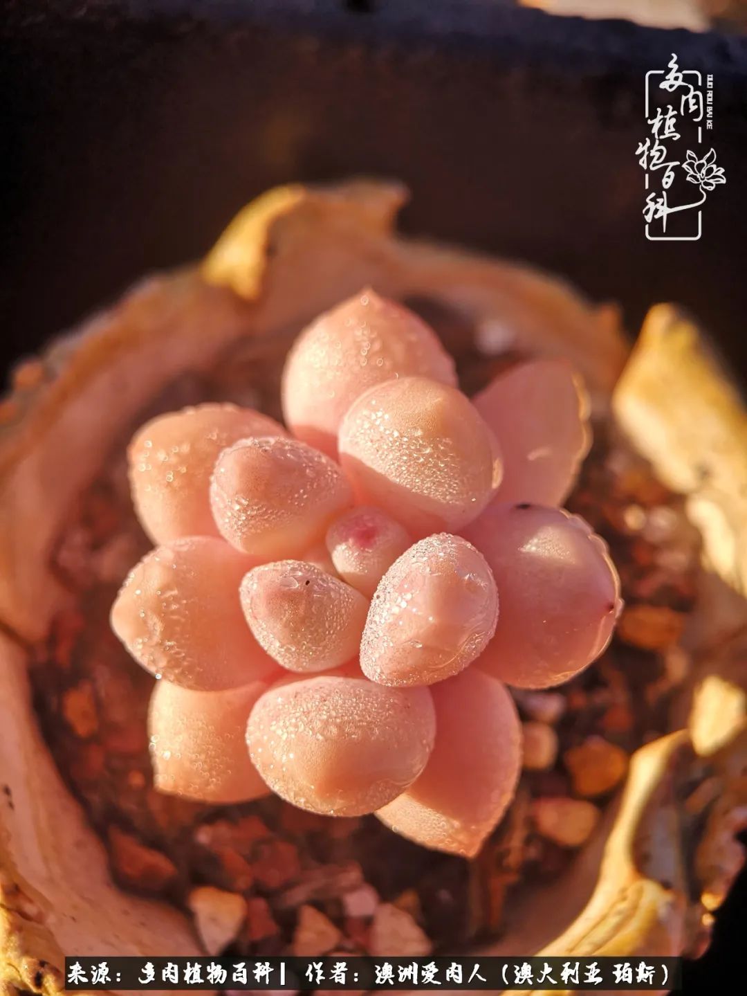 采蘑菇的小姑娘，“转行”来把多肉养