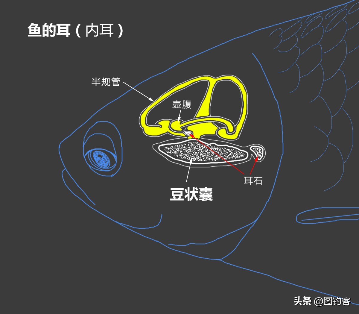 “口眼耳鼻鳃”|鱼类索饵捕食不止靠五官，还掌握生物脉冲技术