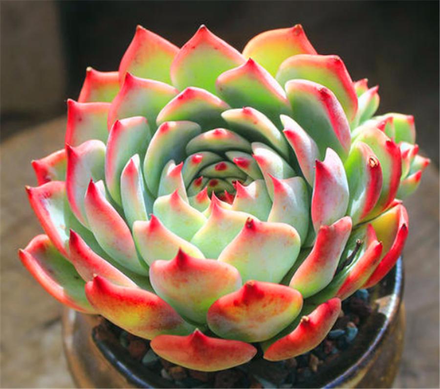 吉娃娃多肉爆头怎么办,吉娃莲多肉容易服盆吗