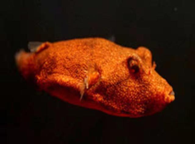 希望各位养鱼新手们,给我们饲养的观赏鱼一条生路吧,别再折腾了