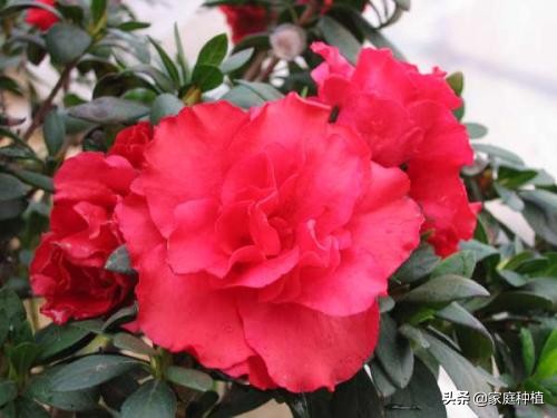 有种植物叫杜鹃,植物杜鹃