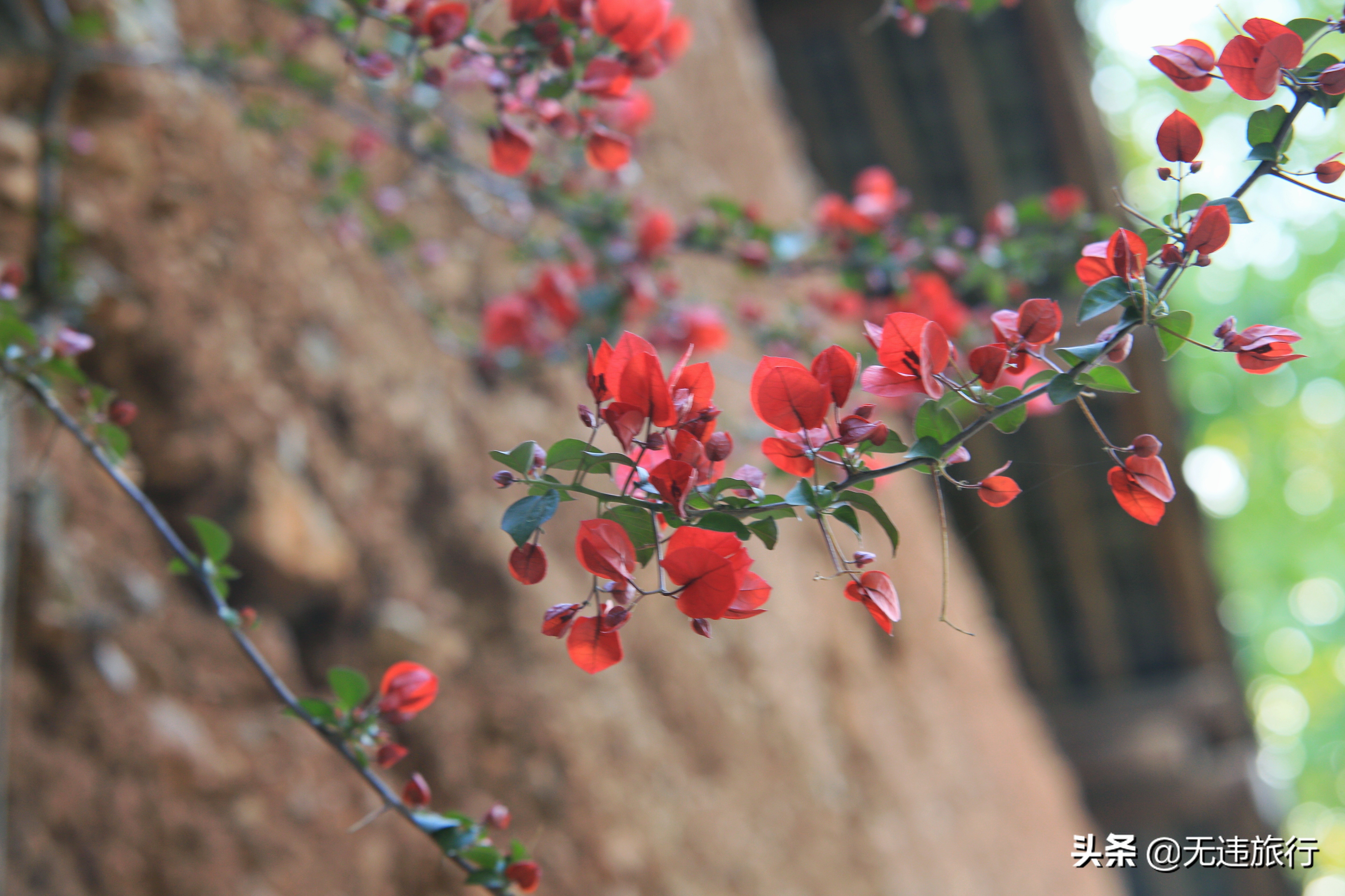 去大理鸡足山徒步旅行,大理鸡足山徒步登顶