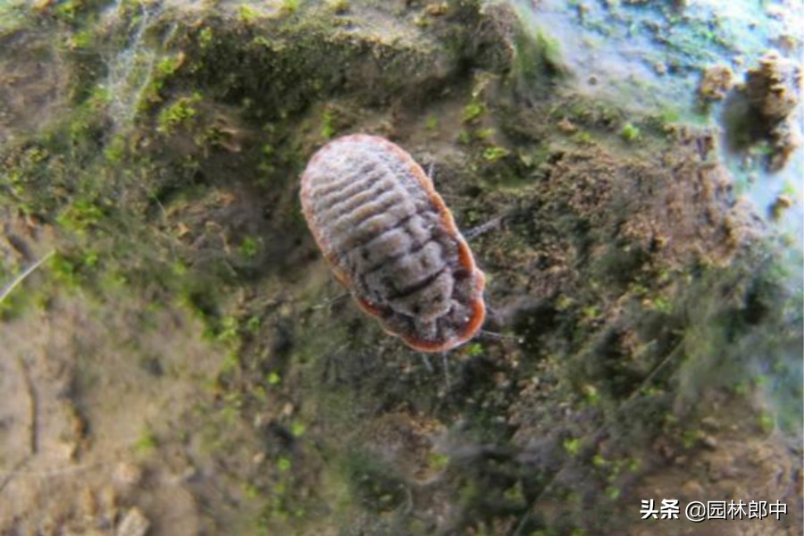 草履蚧用什么药治,防治草履蚧病虫喷药的通知