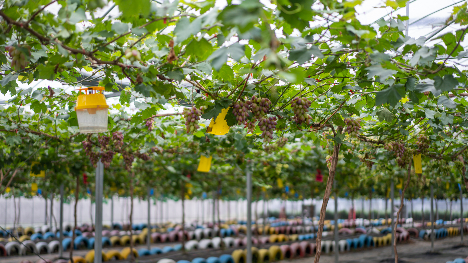 心仪之城连云港,心仪之城赣州