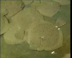 渔民海鲜大全,渔民整理的海鲜河鲜大全