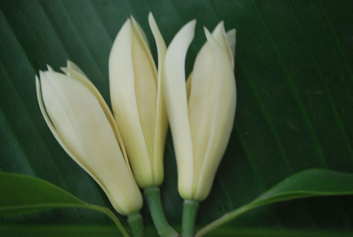 黄角兰怎么养才能多开花,黄角兰栽在家门口的旁边好吗