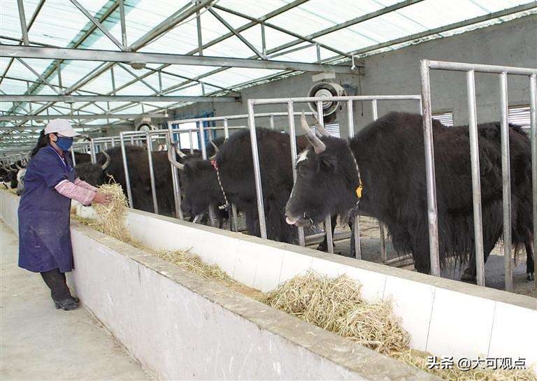 牦牛肉贵不贵多少钱一斤,网购牛腱子肉为什么那么便宜