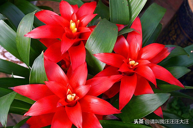 鸿运当头植物栽培,鸿运当头植物果实是什么