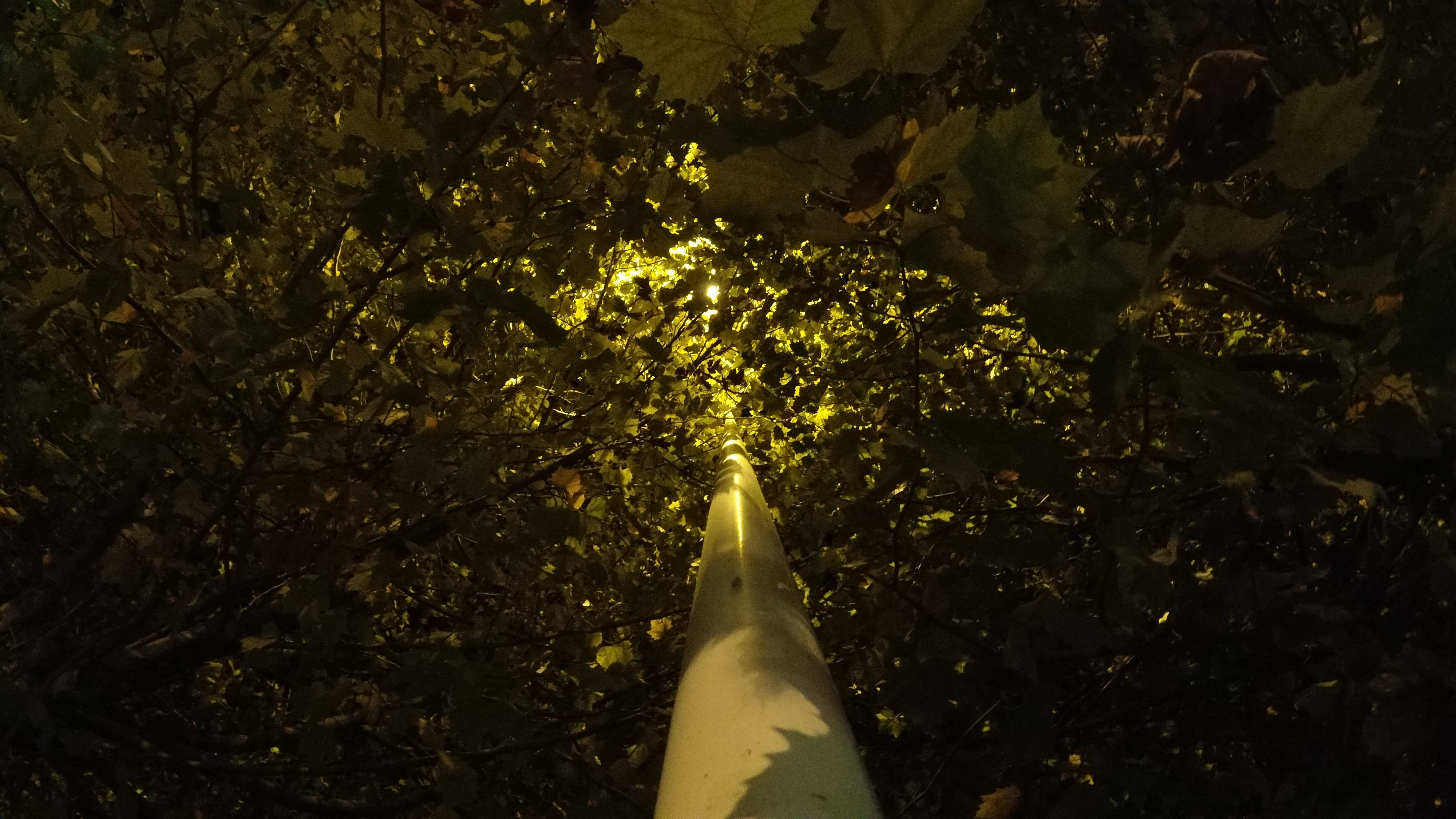 绿化把路灯挡住了怎么投诉,路边绿化带挡住人行道可以投诉吗