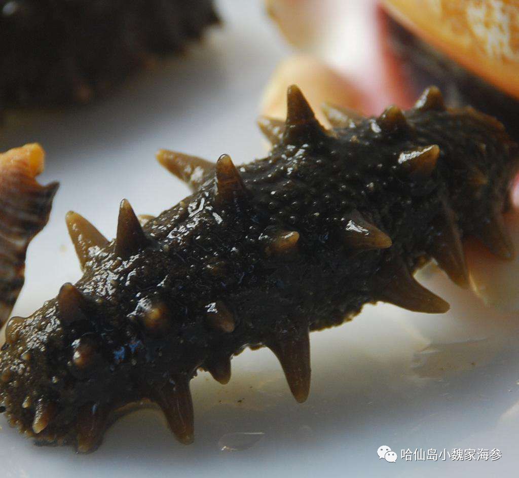 煮过海参比较浓的汤能喝吗,泡发过海参的水能喝吗