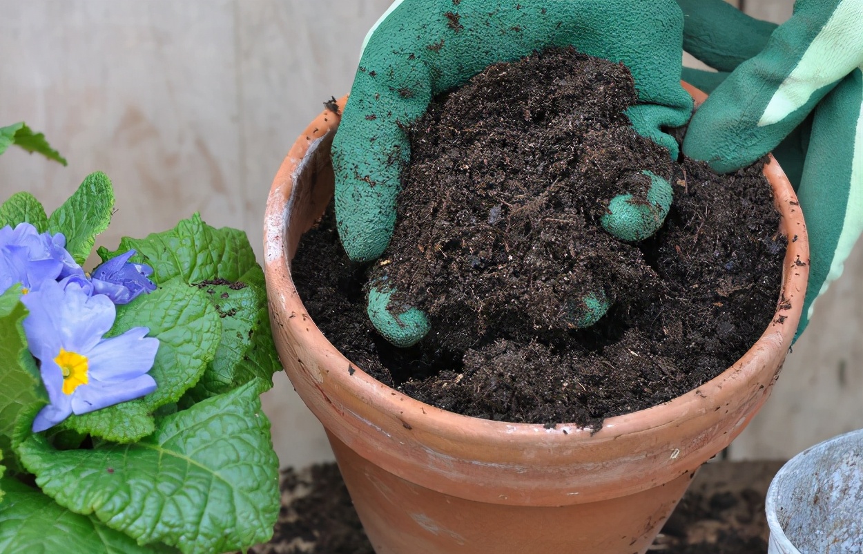 养花用酸性土还是碱性土,找不到煤渣怎么养花