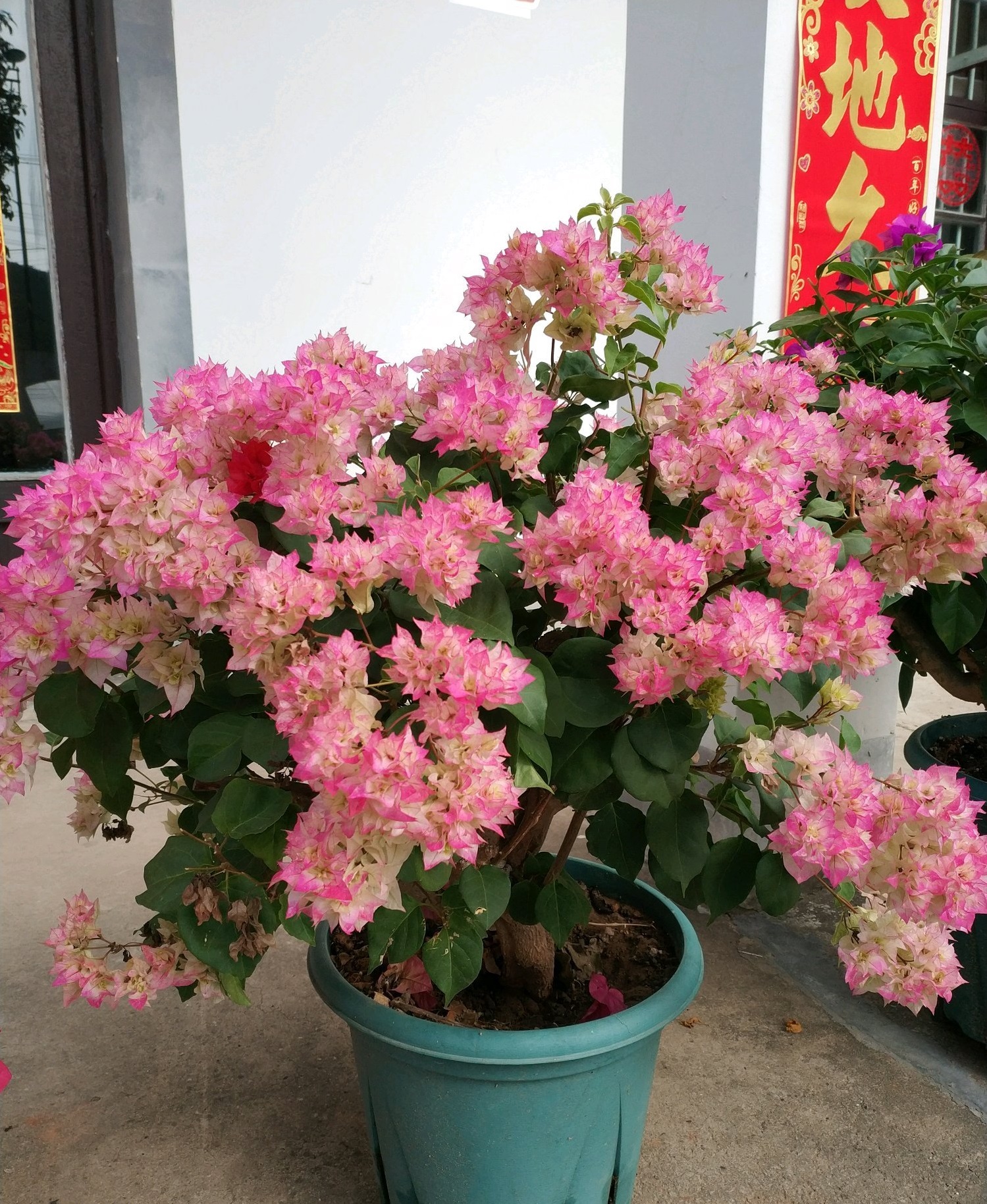 365天都开花名贵的盆栽,365天开花不断的花卉