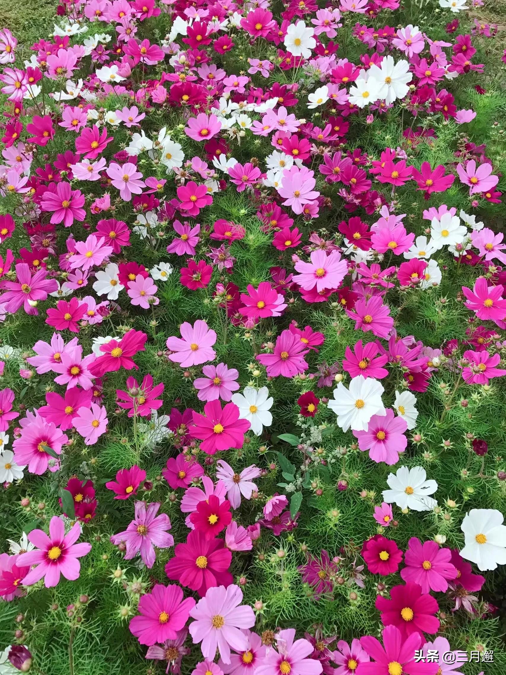 美丽松潘历史文化,美丽松潘简谱