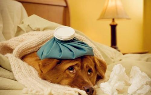 狗狗打喷嚏流鼻涕吃什么药,狗狗流鼻涕打喷嚏