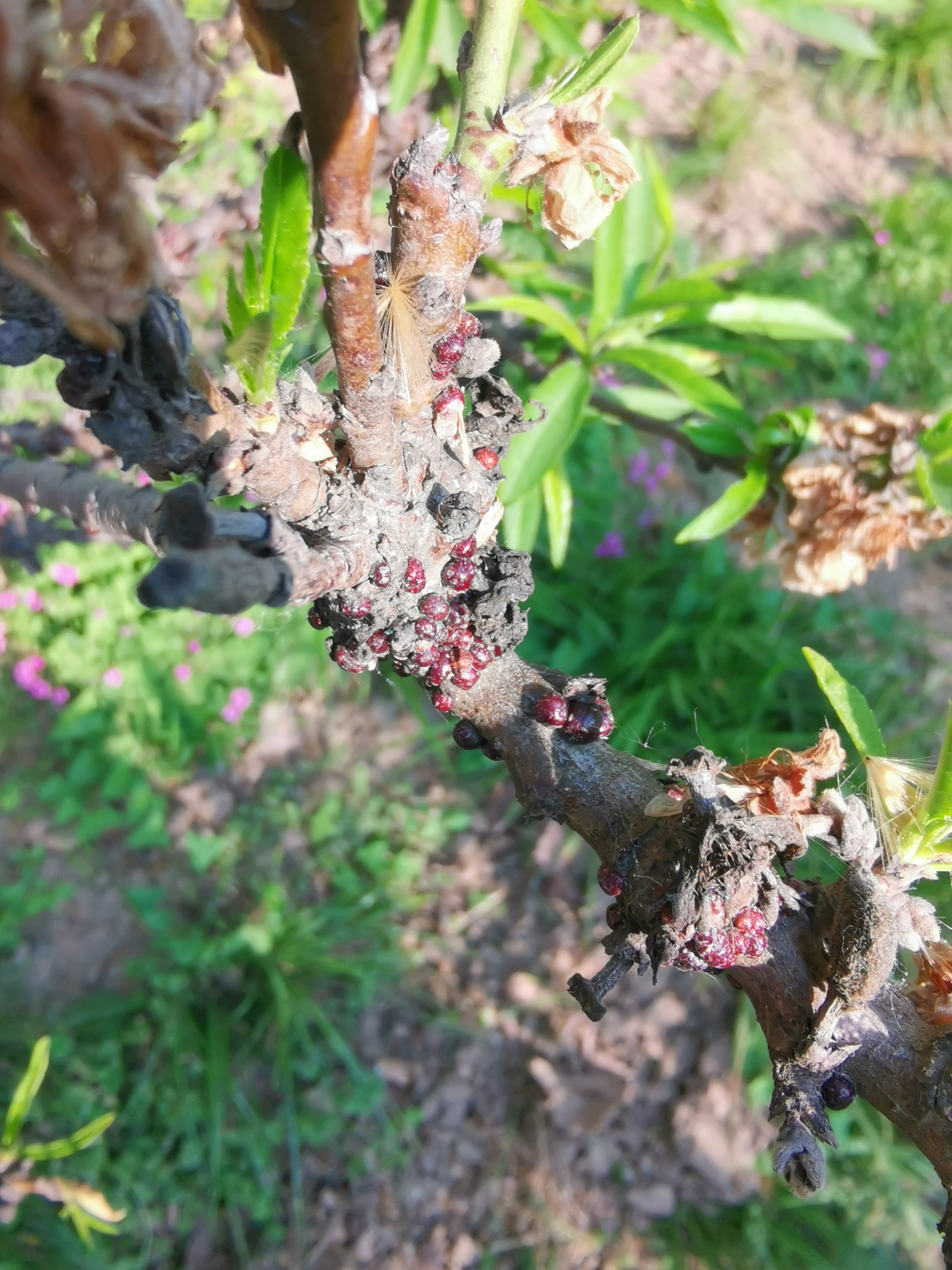 四月份园林植物病虫害防治,五月份园林病虫害防治科普百科