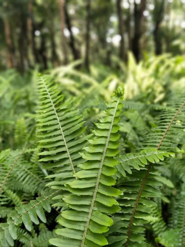 深圳海上田园一日游,深圳宝安海上田园风景