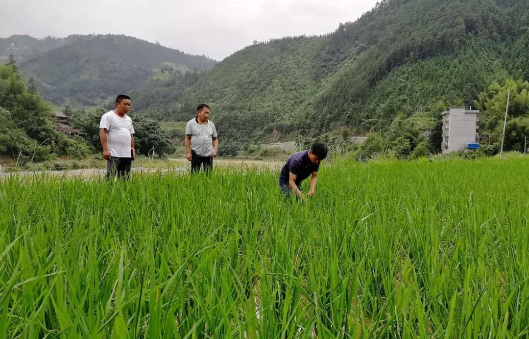 五种常见的杀虫剂介绍视频讲解,杀虫剂科学使用指南第2版